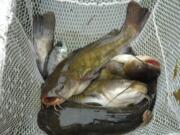 State biologists sampled Kress Lake near Kalama Tuesday and caught bullheads and a variety of panfish. The lake also is stocked with channel catfish.