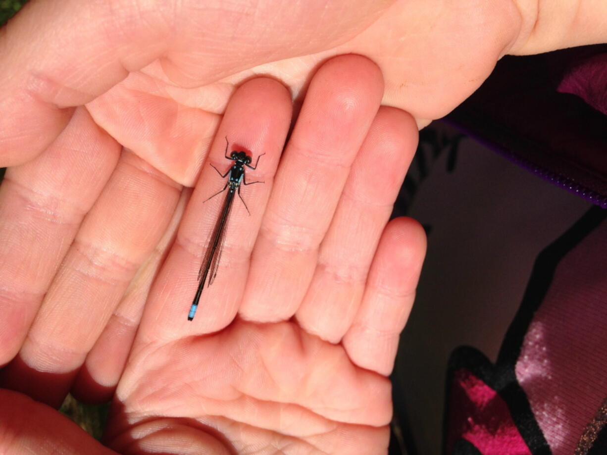 A damselfly rests on Hazel Loerch&#039;s hand at Cranberry Lake at Cama Beach State Park.