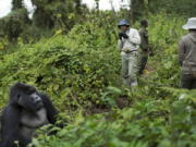 Tourist Stephen Fernandez, center-right, on Sept. 4, 2015, takes photos of a male silverback mountain gorilla from the family of mountain gorillas named Amahoro, which means &quot;peace&quot; in the Rwandan language, in the dense forest on the slopes of Mount Bisoke volcano in Volcanoes National Park, northern Rwanda. In some parts of Africa, tourists and researchers routinely trek into the undergrowth to see gorillas in their natural habitat where there are no barriers or enclosures.