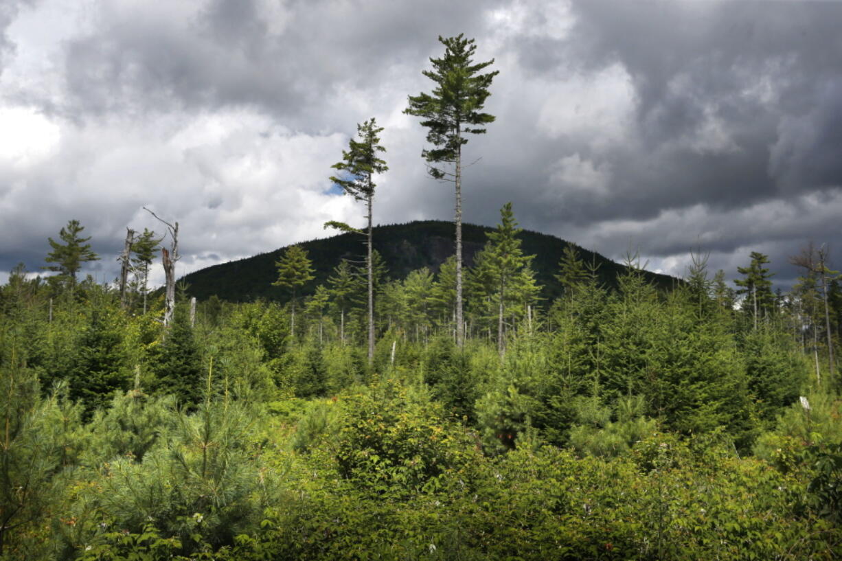 A forest grows back in 2015 beneath a few uncut white pines several years after it was logged near Soubunge Mountain in northern Maine. In a study of suicide rates by occupation, the workers who killed themselves most often were farmers, lumberjacks and fishermen. Researchers found the highest suicide rates in manual laborers who work in isolation and face unsteady employment. The report from the Centers for Disease Control and Prevention was released Thursday. (AP Photo/Robert F.