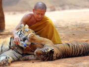 A Thai Buddhist monk feeds water to a tiger at the &quot;Tiger Temple,&quot; in Saiyok district in Kanchanaburi province, west of Bangkok, Thailand. Scandals have cast a spotlight on misbehaving monks and given rise to reflection on the state of Buddhism in Thailand, which is the national religion.