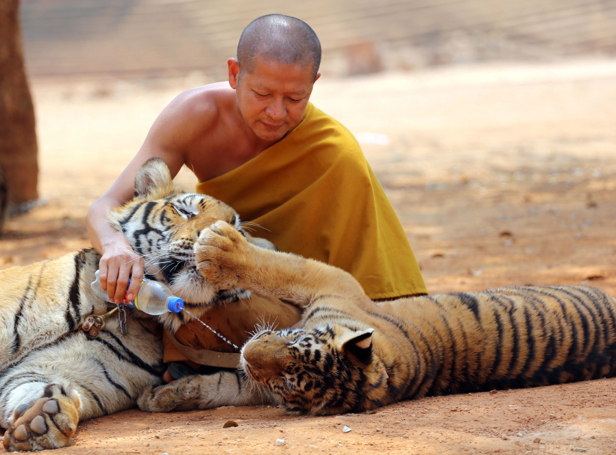 Dead tigers stashed wealth cast spotlight on Thai monks The