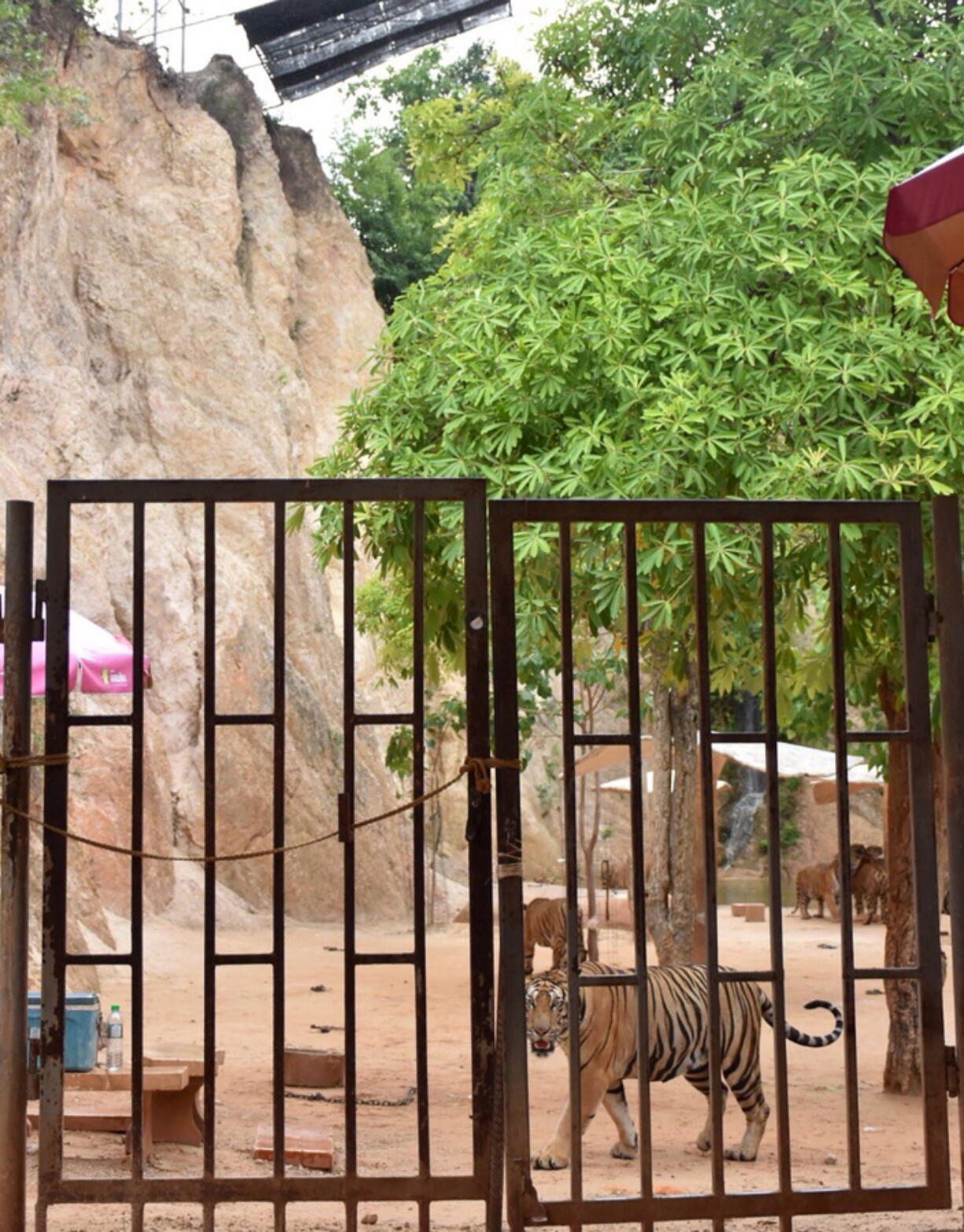 Tigers walk around their enclosure at the Buddhist temple on Monday in Saiyok district west of Bangkok, Thailand.