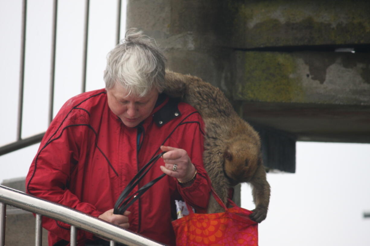 In this May 12, 2016 photo, a Barbary macaque swoops in on an unsuspecting visitor to have a look through her bag in the Rock of Gibraltar cable car station on in Gibraltar. Barbary macaque monkeys are the star attractions in Gibraltar. Still, this historic port town is steeped in military history around the landmark Rock of Gibraltar.