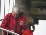 In this May 12, 2016 photo, a Barbary macaque swoops in on an unsuspecting visitor to have a look through her bag in the Rock of Gibraltar cable car station on in Gibraltar. Barbary macaque monkeys are the star attractions in Gibraltar. Still, this historic port town is steeped in military history around the landmark Rock of Gibraltar.