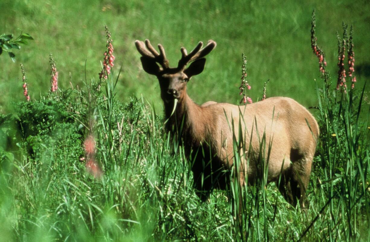 PacifiCorp has an active wildlife habitat management program on its lands in the watershed of the North Fork of the Lewis River.