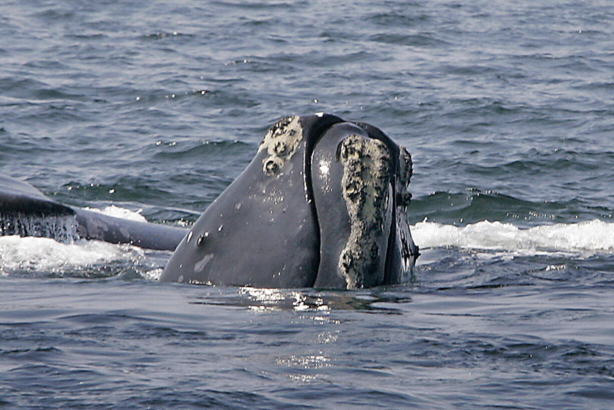 A right whale peers up from the water in 2008 in Cape Cod Bay near Provincetown, Mass. A smartphone app designed to help mariners steer clear of endangered whales is growing in popularity, and the National Oceanic and Atmospheric Administration says it&#039;s helping.