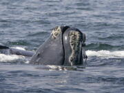 A right whale peers up from the water in 2008 in Cape Cod Bay near Provincetown, Mass. A smartphone app designed to help mariners steer clear of endangered whales is growing in popularity, and the National Oceanic and Atmospheric Administration says it&#039;s helping.