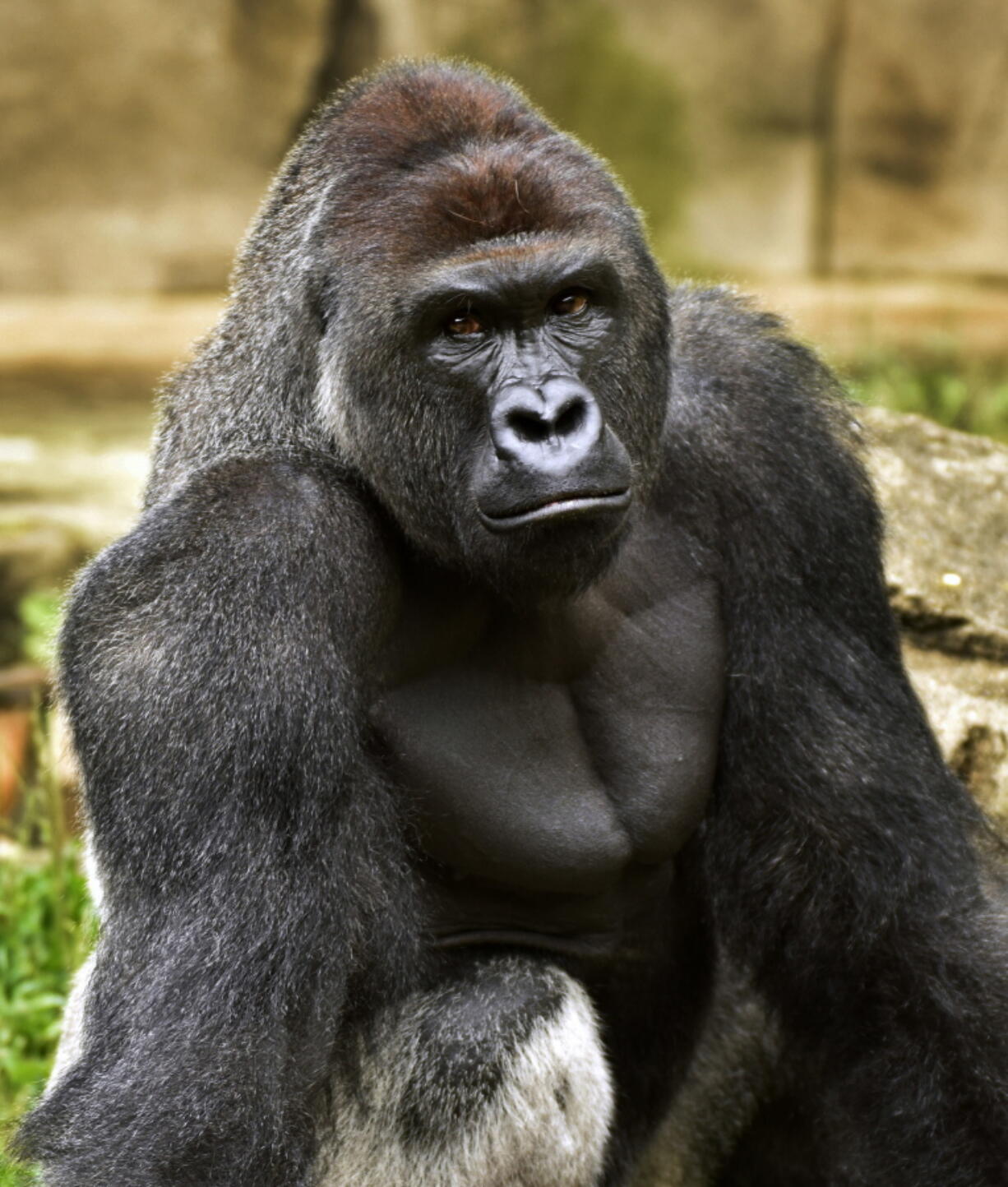 Harambe, a western lowland gorilla, was fatally shot May 28 at the Cincinnati Zoo and Botanical Garden to protect a 3-year-old boy who had entered its exhibit. When the 400-pound gorilla grabbed the 3-year-old boy, the sharpshooter who killed the ape wasn&#039;t police but a specially trained zoo staffer on one of the many dangerous-animal emergency squads at animal parks around the country.