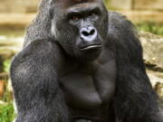 Harambe, a western lowland gorilla, was fatally shot May 28 at the Cincinnati Zoo and Botanical Garden to protect a 3-year-old boy who had entered its exhibit. When the 400-pound gorilla grabbed the 3-year-old boy, the sharpshooter who killed the ape wasn&#039;t police but a specially trained zoo staffer on one of the many dangerous-animal emergency squads at animal parks around the country.