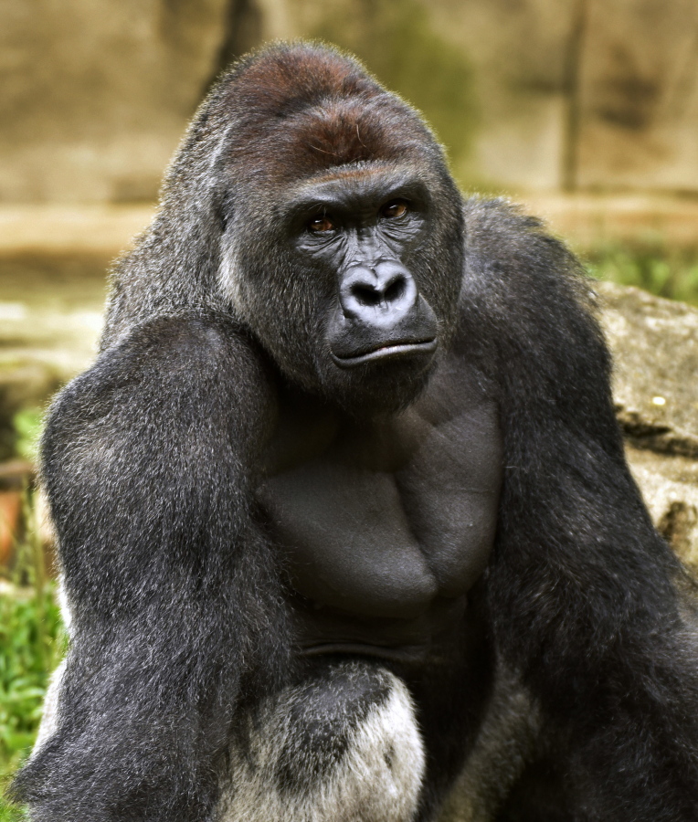 Harambe, a western lowland gorilla, was fatally shot May 28 at the Cincinnati Zoo and Botanical Garden to protect a 3-year-old boy who had entered its exhibit. When the 400-pound gorilla grabbed the 3-year-old boy, the sharpshooter who killed the ape wasn&#039;t police but a specially trained zoo staffer on one of the many dangerous-animal emergency squads at animal parks around the country.