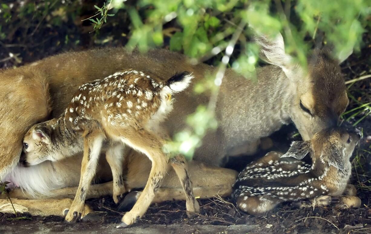 State wildlife officials say even apparently abandoned fawns probably have their mother nearby.