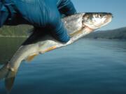 Determining the pikeminnow population size in Merwin Reservoir was one of the tasks done by researchers before the federal fishery agencies decide whether salmon and steelhead will be reintroduced into the lake and its tributaries.