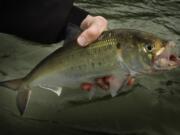 Shad counts are far below average at Bonneville Dam, likely due to the high streamflow in the Columbia River.