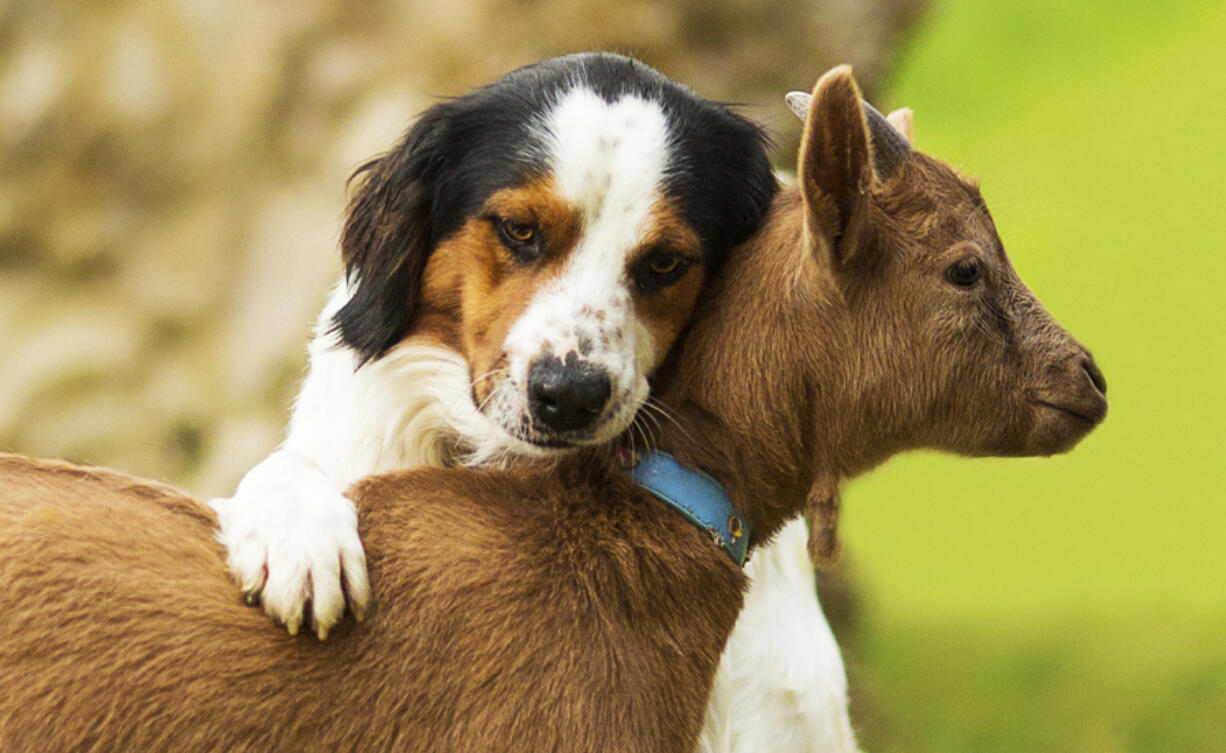 &quot;Goats gaze at humans in the same way as dogs do when asking for a treat that is out of reach,&quot; study co-author Christian Nawroth said.