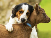 &quot;Goats gaze at humans in the same way as dogs do when asking for a treat that is out of reach,&quot; study co-author Christian Nawroth said.