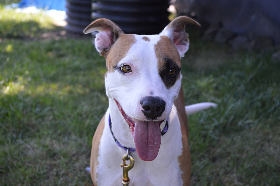 Looking for a friendly, well-mannered dog? One that loves people and does well with other dogs? Bremy, 1 1/2  years, is the one! She&#039;s a great leash walker and loves to play, but settles down nicely. And she&#039;s housebroken. She couldn&#039;t be more perfect. Come meet this sweetheart today. These pets are among those available at West Columbia Gorge Humane Society, 2675 S. Index St., Washougal. Fees include spay/neuter, microchip, vaccinations and flea treatment.