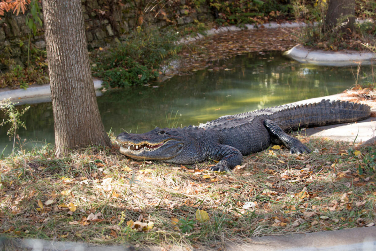 The Columbus Zoo&#039;s middle-aged male alligator had a respiratory illness and died after being given CPR and other emergency treatment.