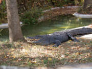 The Columbus Zoo&#039;s middle-aged male alligator had a respiratory illness and died after being given CPR and other emergency treatment.