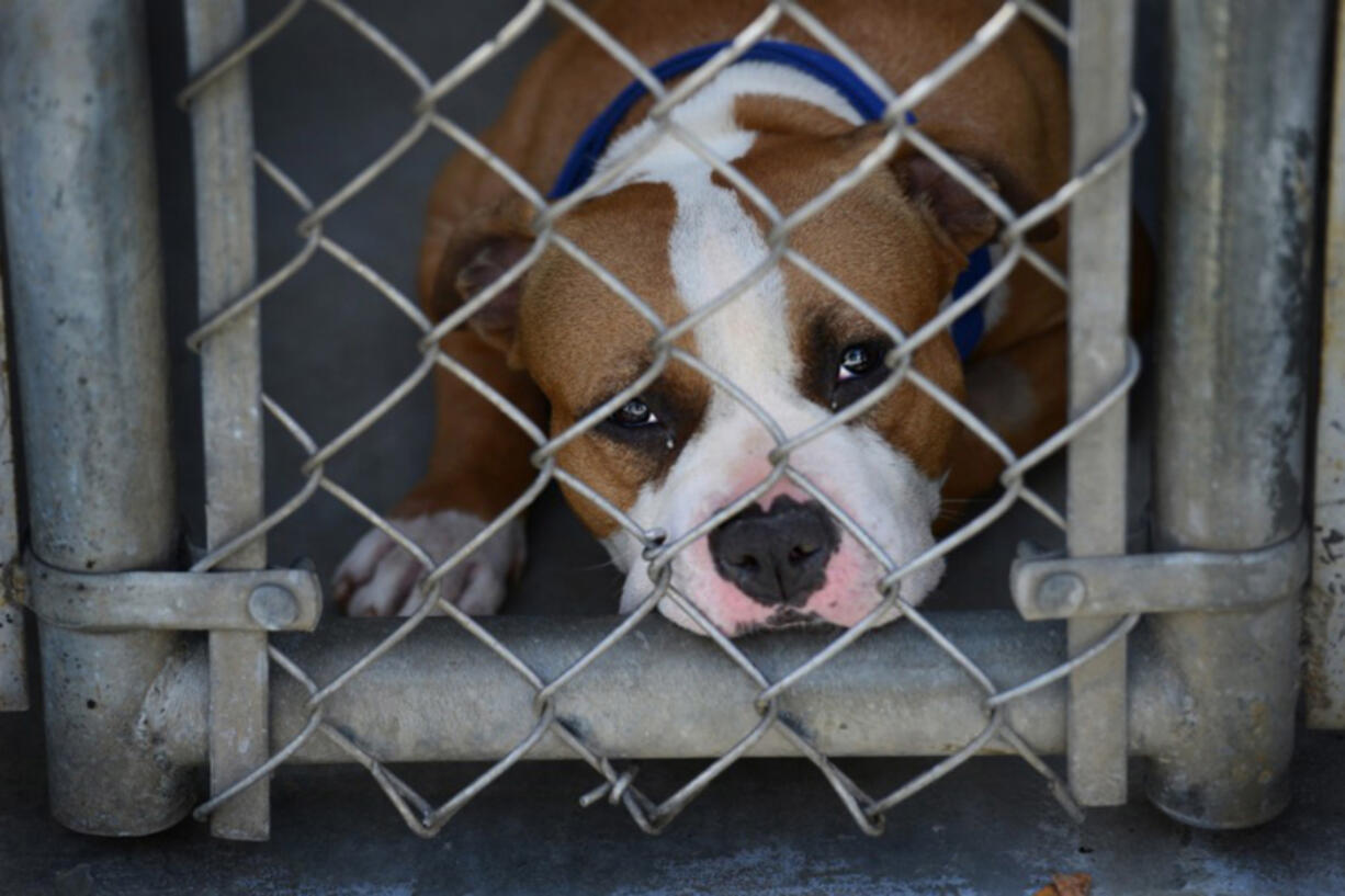 One study found that half of those deemed pit bulls don&#039;t have any pit bull DNA.