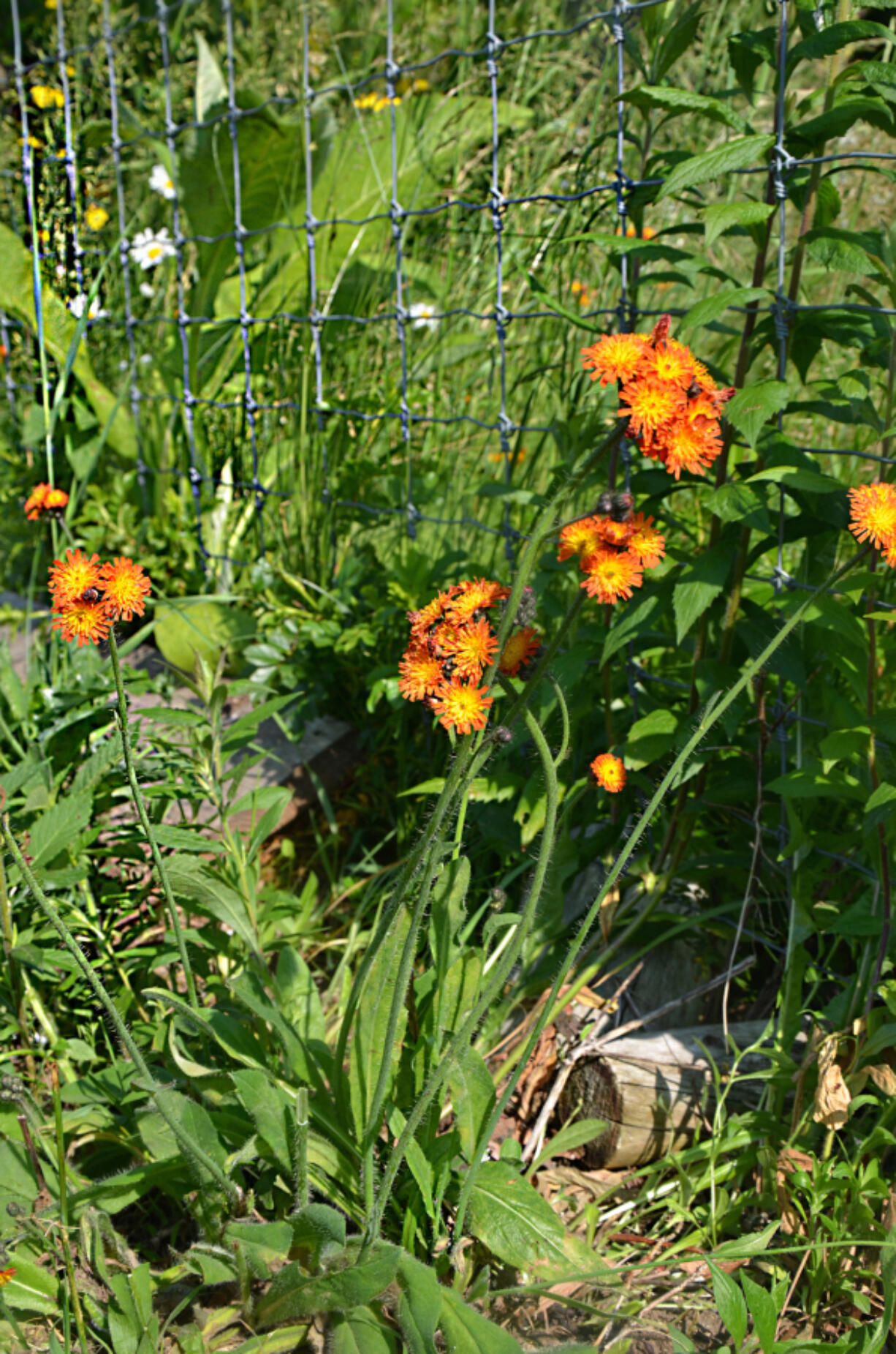 Orange hawkweed started growing in a neglected patch, a sign that soil had become more acidic.