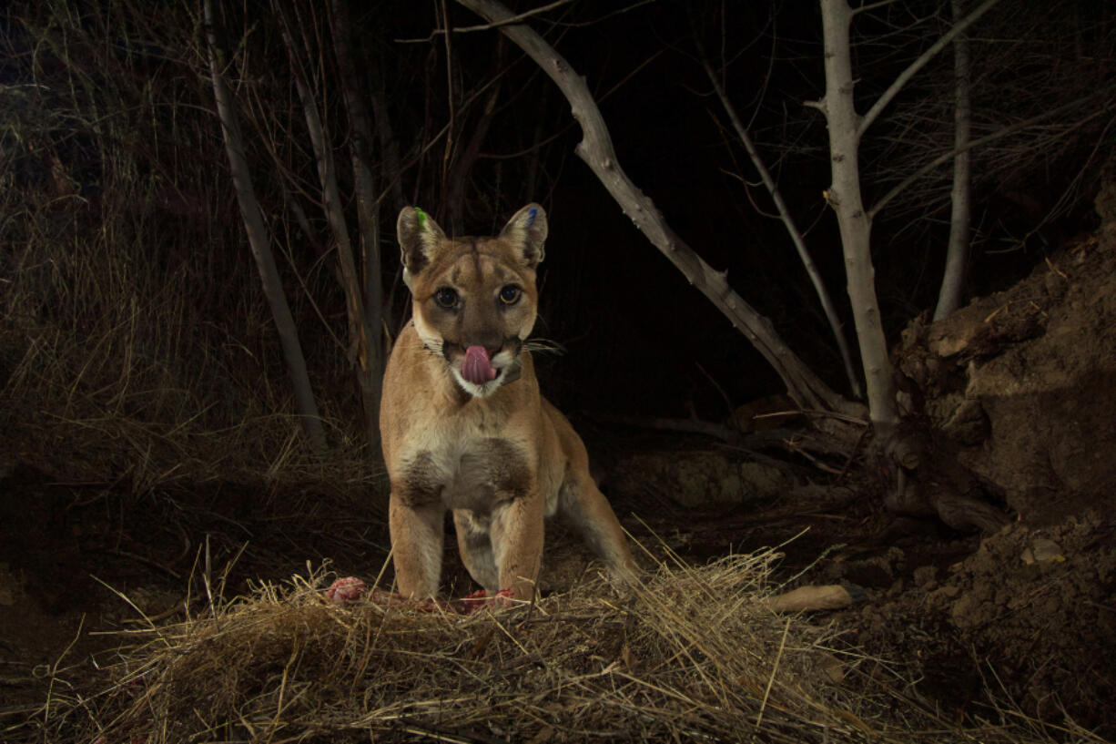 Mountain lions or cougars, like this one in the Santa Monica Mountains of Los Angeles, rely on deer as their main source of food.