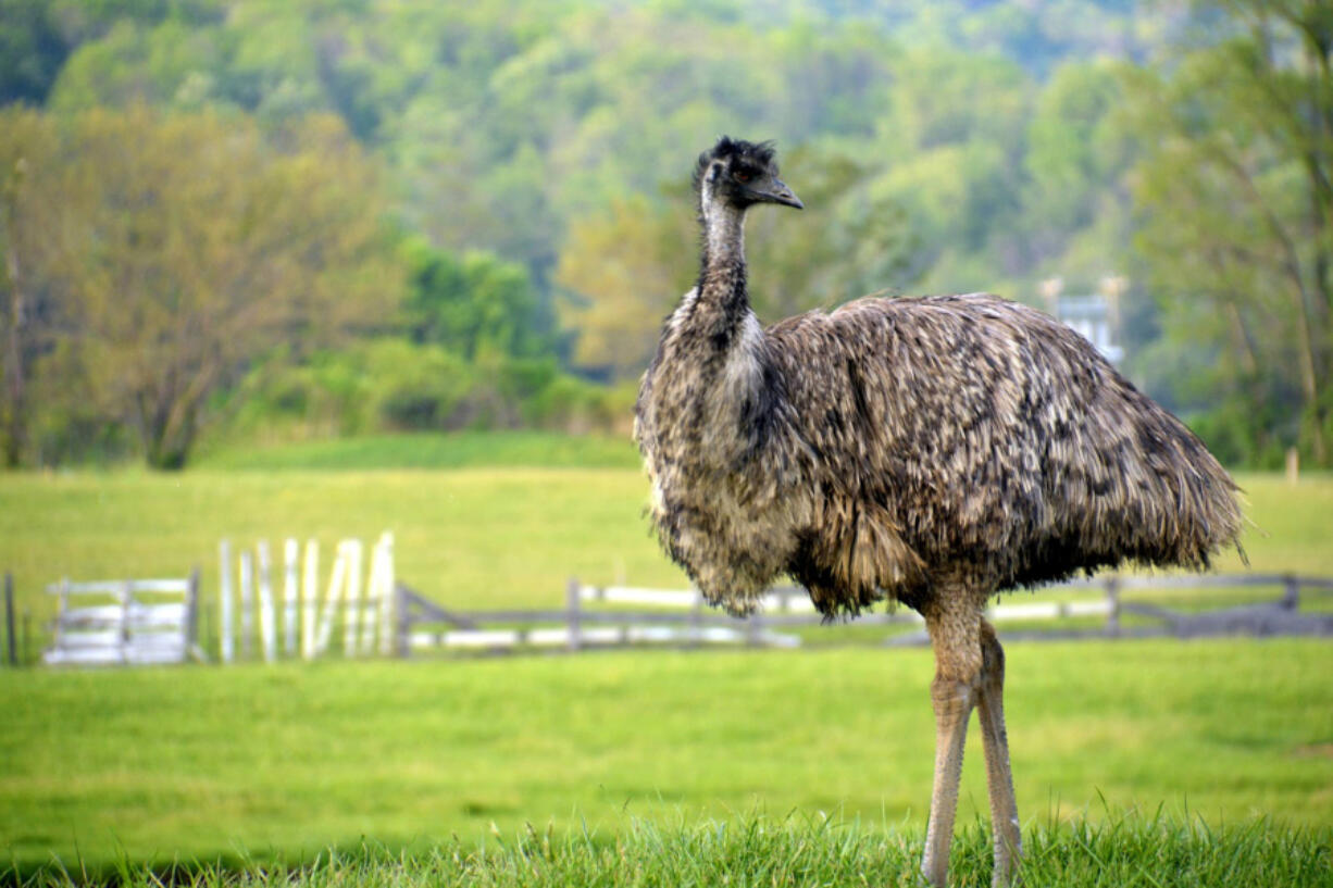 Emus grow to 6 feet tall. They don&#039;t fly but can run at speeds up to 30 mph.