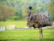 Emus grow to 6 feet tall. They don&#039;t fly but can run at speeds up to 30 mph.