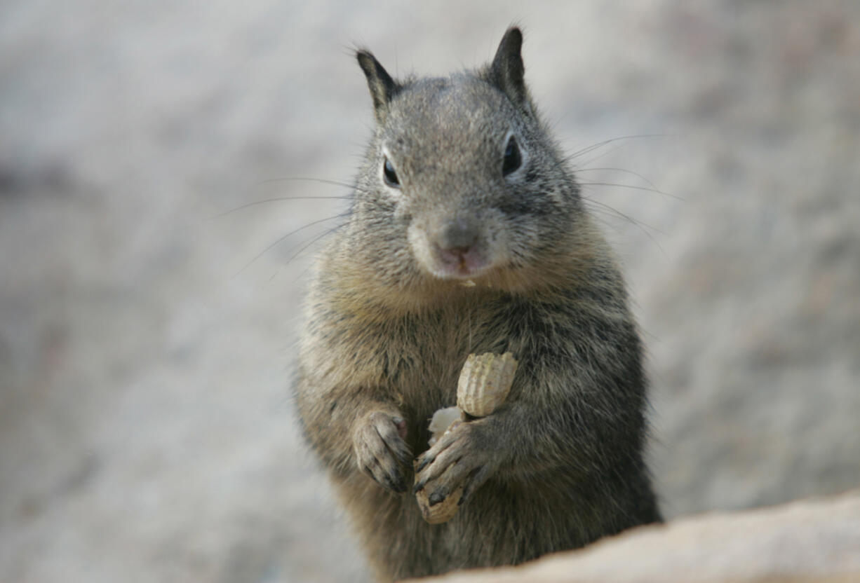 Ground squirrels can be destructive and hard to control.