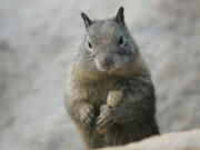 Ground squirrels can be destructive and hard to control.