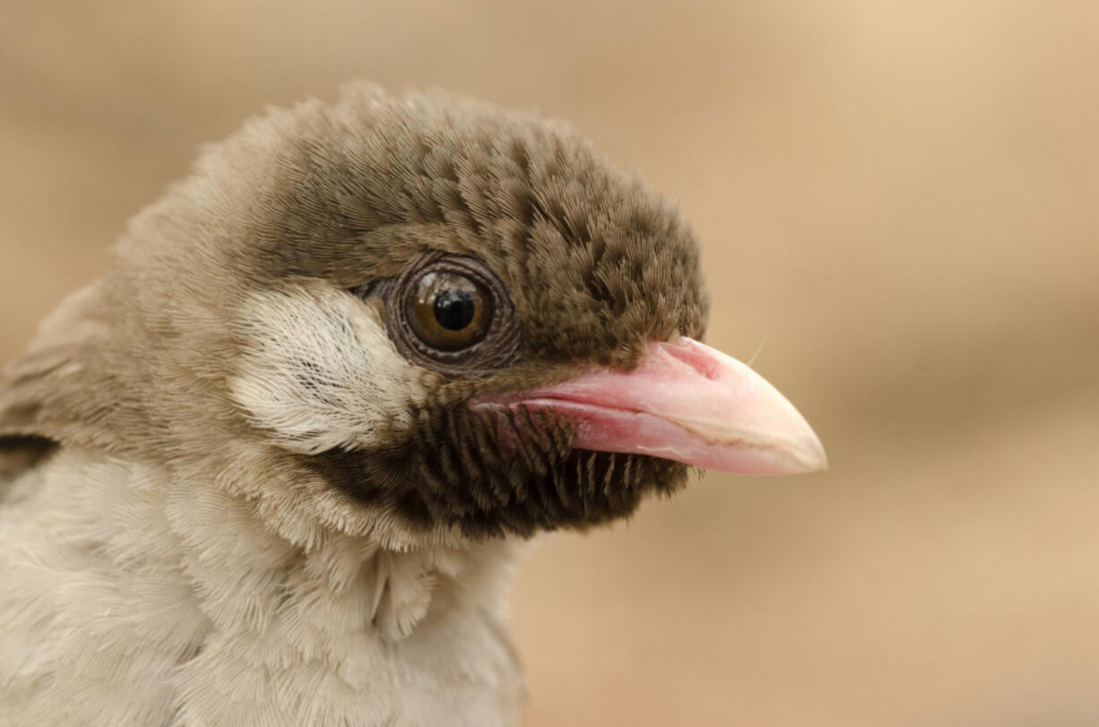 A male greater honeyguide in Niassa National Reserve in Mozambique. (Claire N.