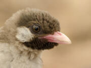 A male greater honeyguide in Niassa National Reserve in Mozambique. (Claire N.