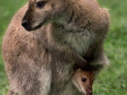 The wallabies, which are smaller versions of full-sized kangaroos, can live up to 15 years.