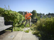 Conner Agar, who is on the city of Vancouver’s ground maintenance crew, cleans up overgrowth along the jetty at Tidewater Cove Marina. Parks have been hit hard recently by vandals. Julie Hannon, director of the parks department, estimates parks workers spend 30 percent of their time dealing with vandalism and graffiti.