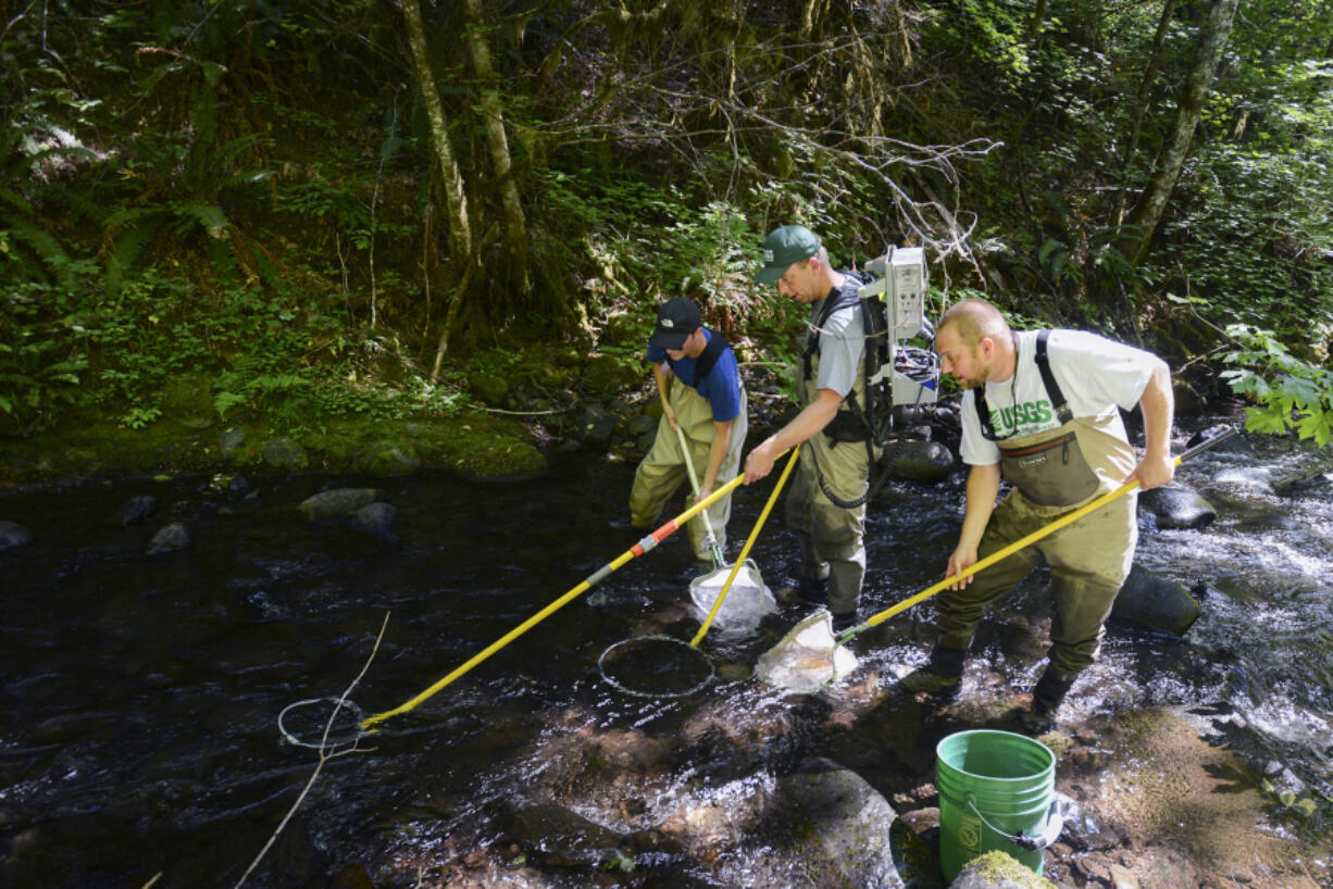 U.S. Geological Survey researchers Jonathan Schafer, from left, Brad Liedtke and Ian Jezorek use an electrofisher to immobilize fish Thursday on Buck Creek, a tributary of the White Salmon River, to allow capture, documentation and tagging.