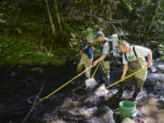 U.S. Geological Survey researchers Jonathan Schafer, from left, Brad Liedtke and Ian Jezorek use an electrofisher to immobilize fish Thursday on Buck Creek, a tributary of the White Salmon River, to allow capture, documentation and tagging.