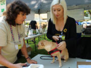 Furry Friends volunteers Sandy Bush, left, and Tess Ewart with a dog at the Recycled Arts Festival, where the no-kill cat shelter had kittens up for adoption and offered discounted microchips.