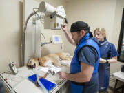 Veterinary clinic supervisor Jason Scott, center, and assistant Jordan Hoogendijk prepare Duke, a 7-year-old yellow Lab mix, for an X-ray Thursday with the Humane Society for Southwest Washington&#039;s new equipment.