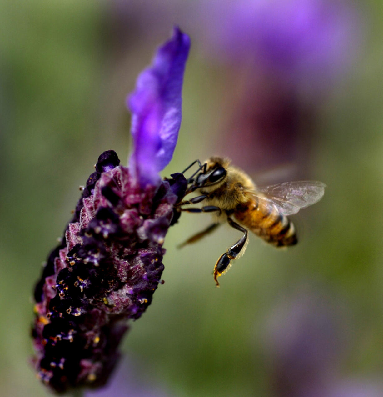 The Lavender Festival will feature crafts, music and multiple uses for lavender at Heisen House Vineyards in Battle Ground.