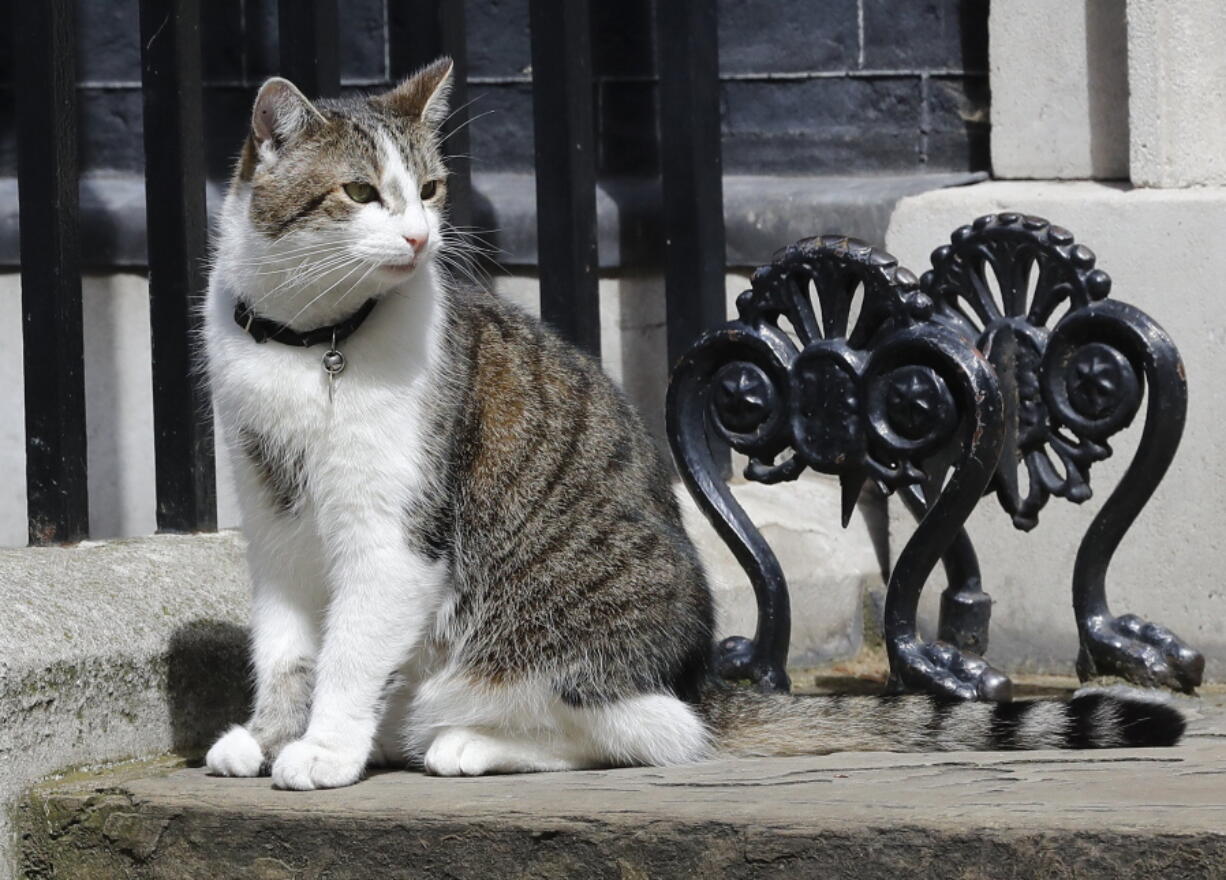 Larry the Downing Street cat sits on the steps of 10 Downing Street in London, after Britain&#039;s Prime Minister David Cameron left to face prime minister&#039;s questions for the last time Wednesday.