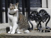 Larry the Downing Street cat sits on the steps of 10 Downing Street in London, after Britain&#039;s Prime Minister David Cameron left to face prime minister&#039;s questions for the last time Wednesday.