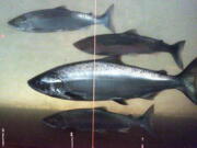 A chinook salmon, second from the bottom, swims with sockeye salmon at the Bonneville Dam fish-counting window near North Bonneville, Wash., on the Columbia River. Managers have started releasing more cold water from Dworshak Reservoir in northern Idaho for endangered Snake River sockeye salmon following a year where 99 percent of the run died due to lethally hot water.