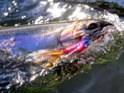 The Cowlitz River study will examine hooking mortality for a variety of gear types, including lures.