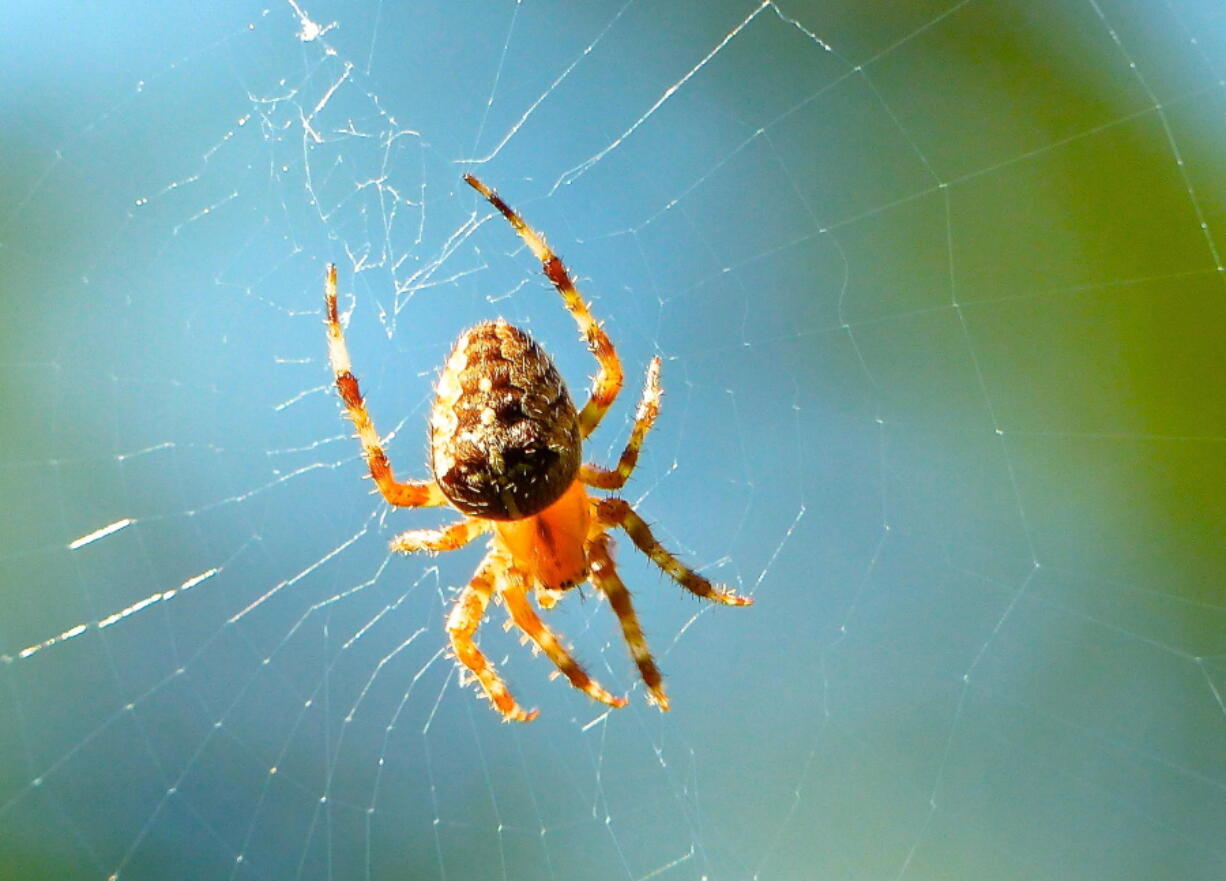 This spider is one of the gardener&#039;s best tools for biological pest control.