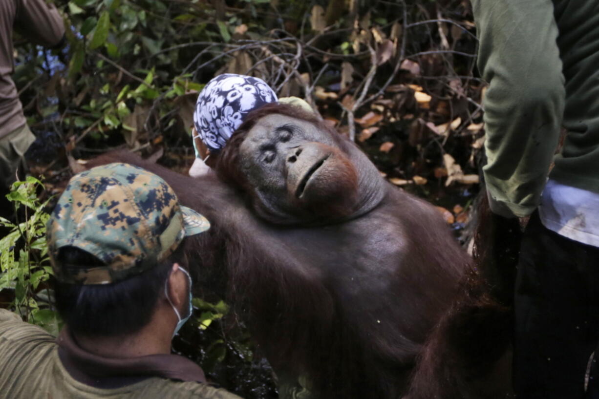 Conservationists from Borneo Orangutan Survival Foundation carry a tranquilized orangutan as they conduct a rescue and release operation for orangutans trapped in a swath of jungle Jan. 5 in Sungai Mangkutub, Central Kalimantan, Indonesia.