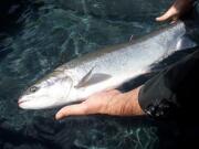 A renovation of Kalama Falls Hatchery in Cowlitz County is on the state's to-do list. This is a tagged Kalama River steelhead.