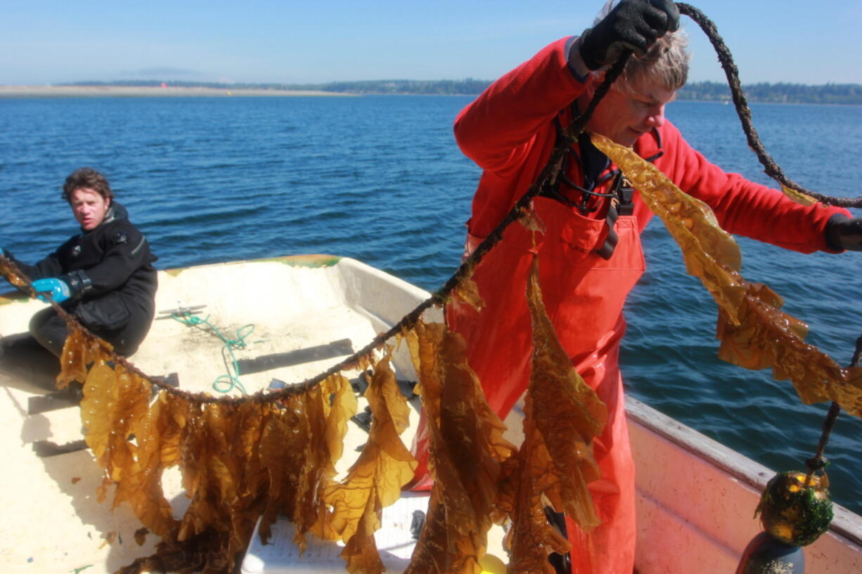 Scientists Joth Davis, left, and Brian Allen, of the Puget Sound Restoration Fund, hold kelp that naturally grew on a buoy line in Hood Canal. An experiment will test whether a seaweed farm can take up carbon dioxide from surrounding waters to combat ocean acidification.