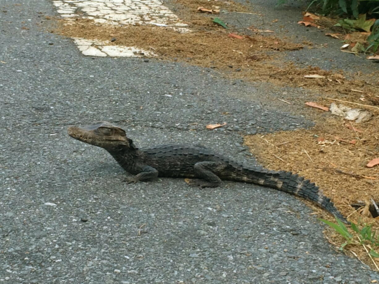 An alligator makes it&#039;s way along South Walker St. in Lowell, Mass., on Sunday. Animal Control took the foot-long alligator into custody and took it to a facility specializing in reptile rehabilitation for evaluation and care.