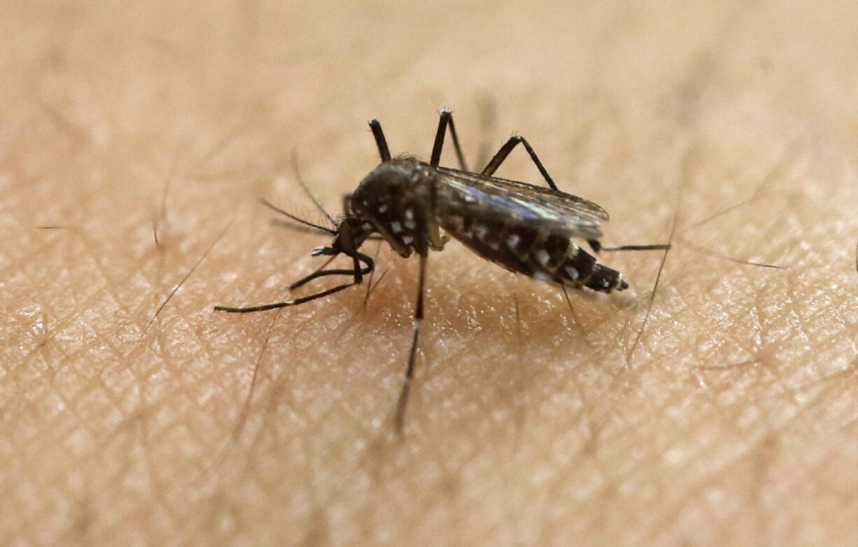 The Aedes aegypti mosquito is behind the large outbreaks of Zika virus.