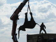 In this Tuesday July 12, 2016 photo, an elephant is lifted by a crane in an upside down position in Lilongwe, Malawi, in the first step of an assisted migration of 500 of the threatened species. African Parks, which manages three Malawian reserves is moving the 500 elephants from Liwonde National Park, this month and next, and again next year when vehicles can maneuver on the rugged terrain during Southern Africa&#039;s dry winter.